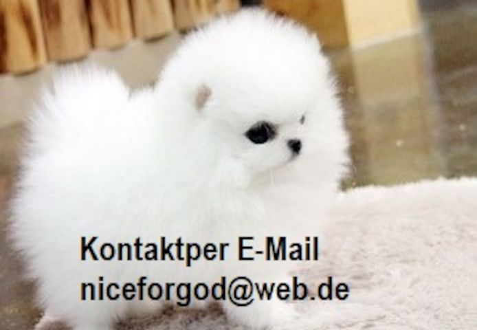 MINI ZWERGSPITZ POMERANIAN BOO WELPEN