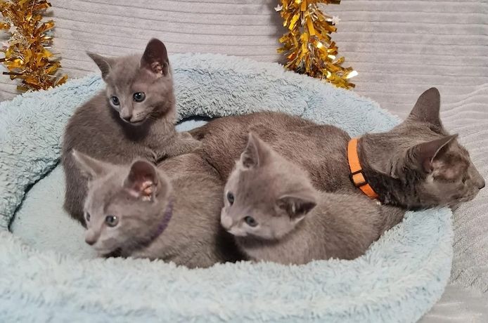 Atemberaubende Russisch Blau Kätzchen