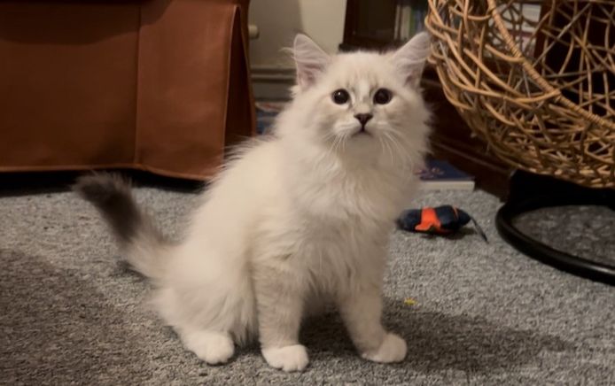 Süßes, menschenfreundliches sibirisches Kätzchen