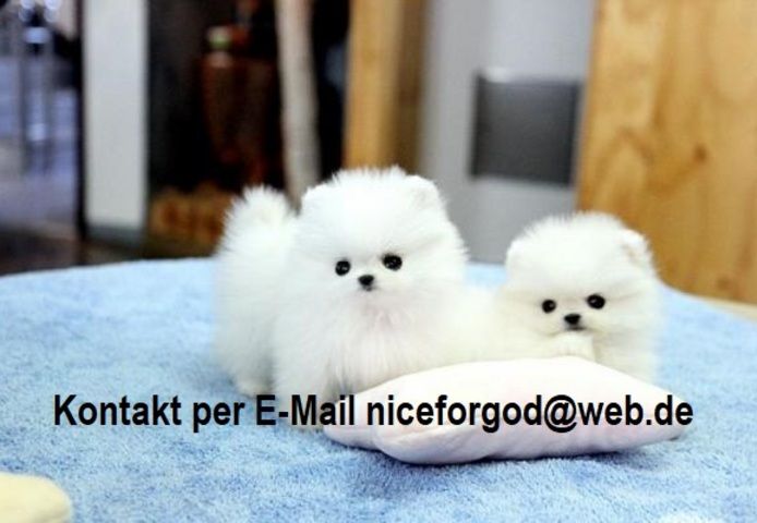 Reinrassige Zwergspitz Pomeranian welpen mit Stammbaum-Ahnentafel