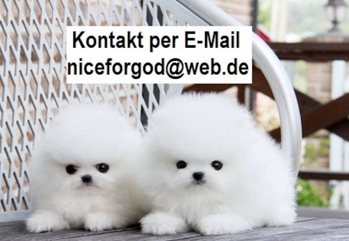 MINI ZWERGSPITZ POMERANIAN BOO WELPEN