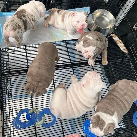 Englische Bulldoggenwelpen