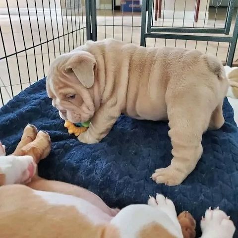 Englische Bulldoggenwelpen