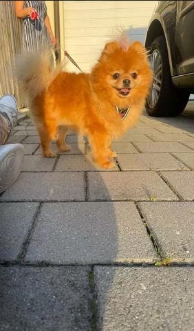 Zwergspitz Hündin – geimpft, gechipt, Stammbaum – 11 Monat