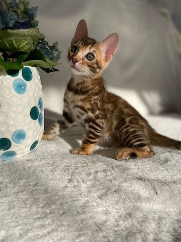 Bengal Katzen mit Papieren