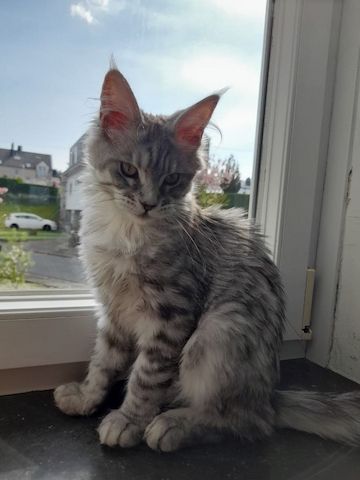 Maine Coon Babys Kitten mit Papieren