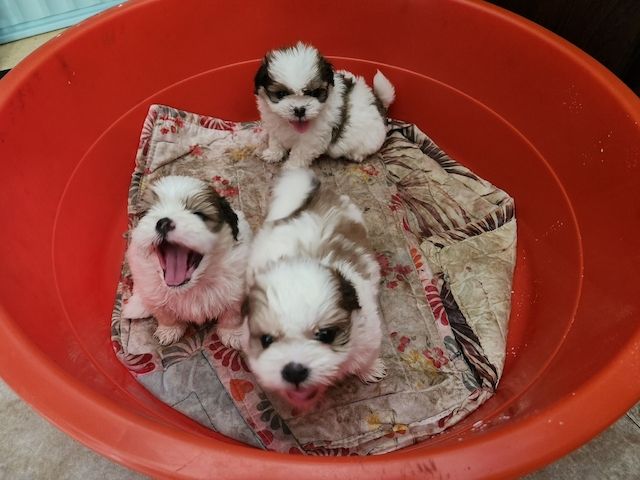 Superkleine Erhältlich Shih Tzu Welpen