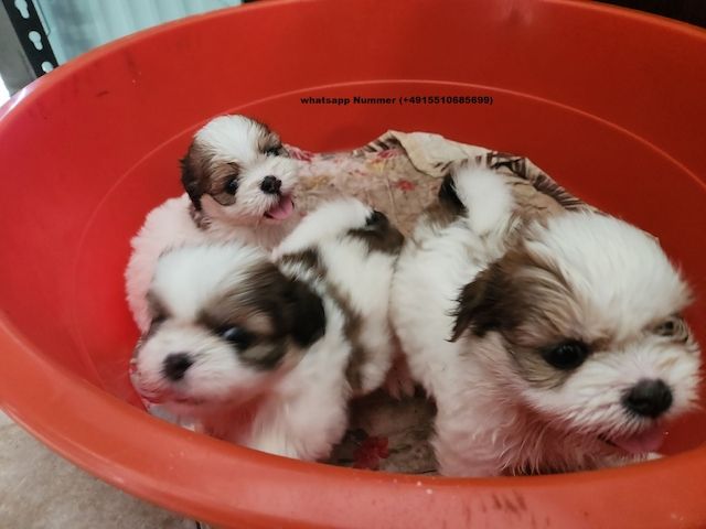 Superkleine Erhältlich Shih Tzu Welpen