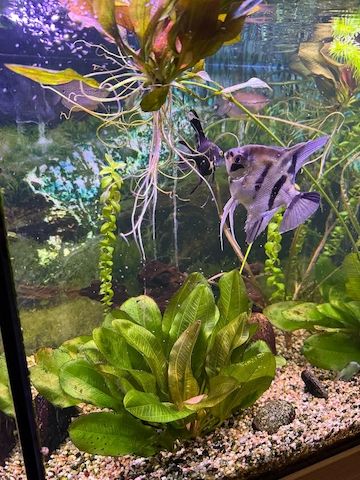 Komplettes Aquarium mit viel Zubehör nur Abholung!