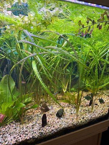 Komplettes Aquarium mit viel Zubehör nur Abholung!