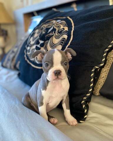 Boston Terrier Welpe sucht neues Zuhause