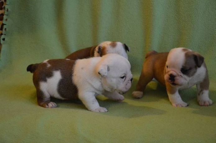 Englische Bulldoggenwelpen .