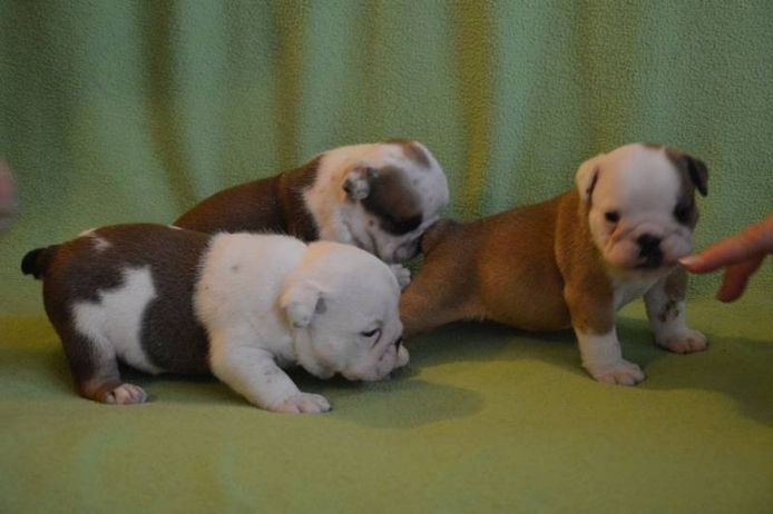 Englische Bulldoggenwelpen .