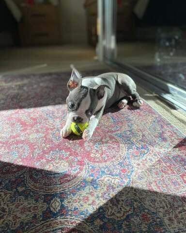 Boston Terrier Welpe sucht neues Zuhause