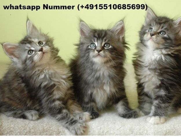 Maine coon Kätzchen .