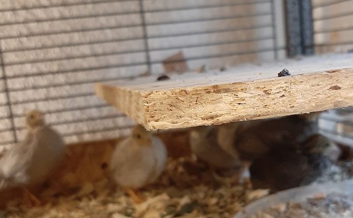 hübsche Chinesische Zwergwachteln