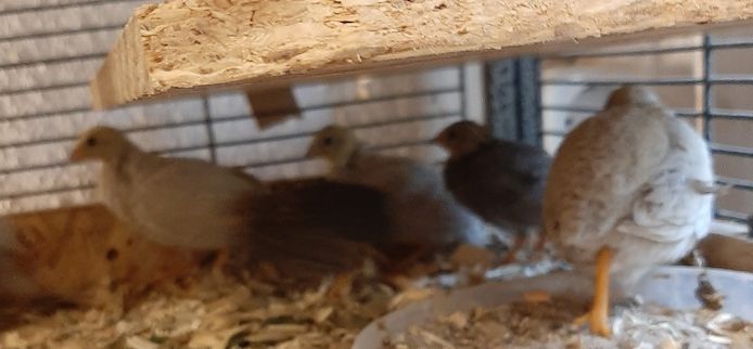 hübsche Chinesische Zwergwachteln