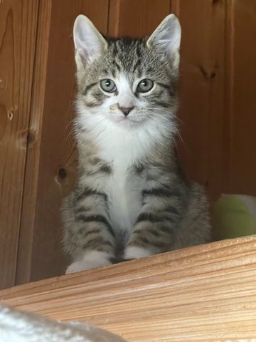 Katzen /Babykatzen  Kitten