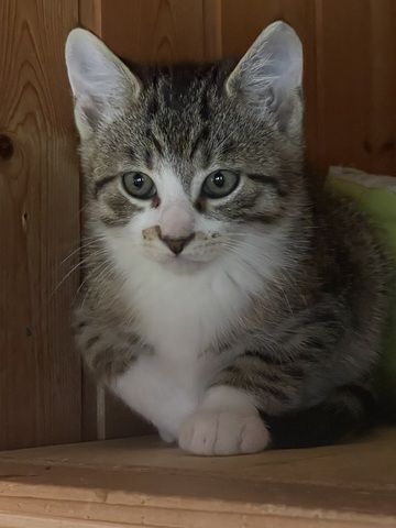 Katzen /Babykatzen  Kitten