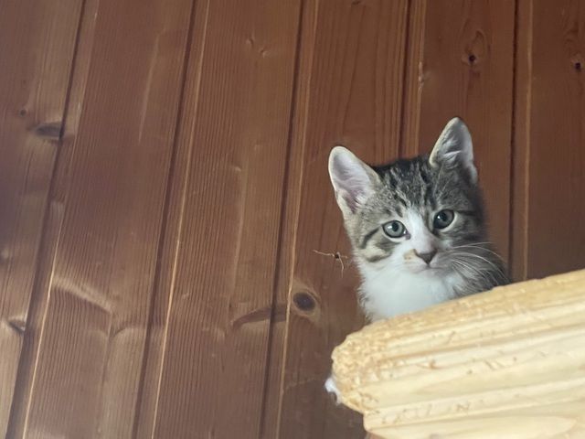 Katzen /Babykatzen  Kitten