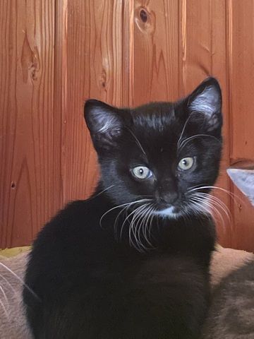 Katzen /Babykatzen  Kitten