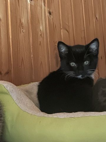 Katzen /Babykatzen  Kitten