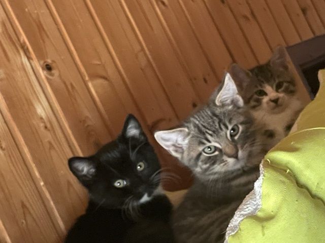 Katzen /Babykatzen  Kitten