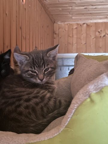 Katzen /Babykatzen  Kitten