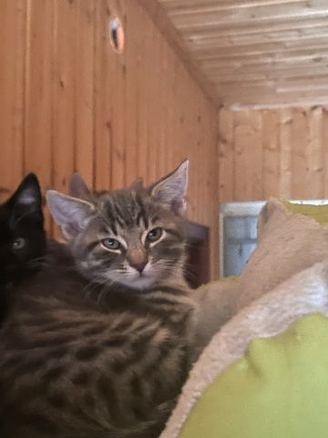 Katzen /Babykatzen  Kitten