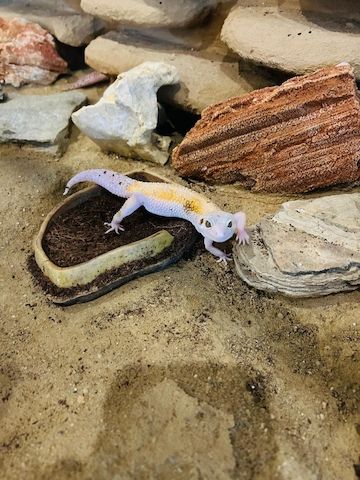 Zwei Leopardengeckos mit/ohne Terrarium