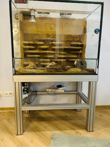 Zwei Leopardengeckos mit/ohne Terrarium