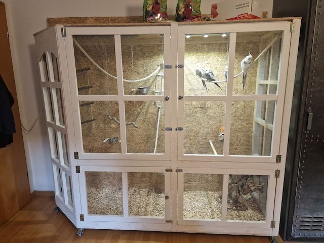 Nymphensittiche mit Voliere