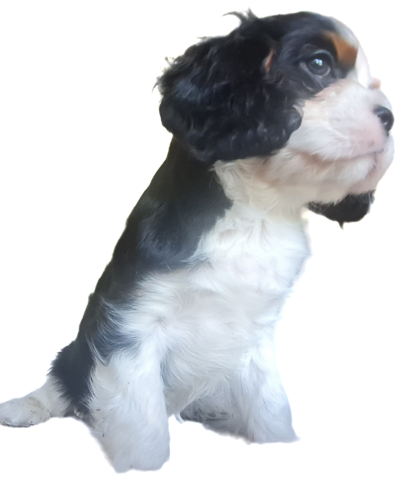 Zauberhafte Cavaliere in Tricolor Update I