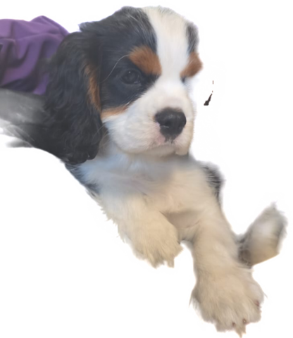 Zauberhafte Cavaliere in Tricolor Update I