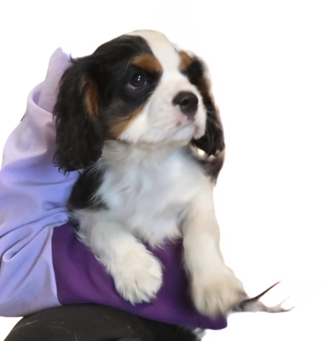 Zauberhafte Cavaliere in Tricolor Update I