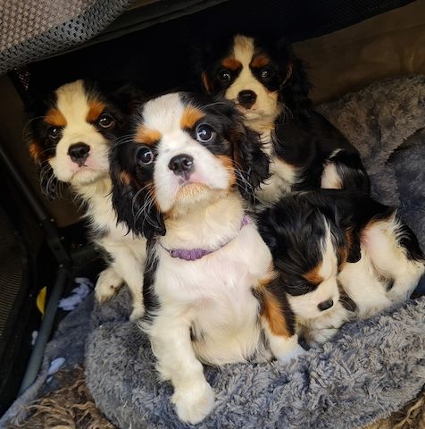 Zauberhafte Cavaliere in Tricolor Update I