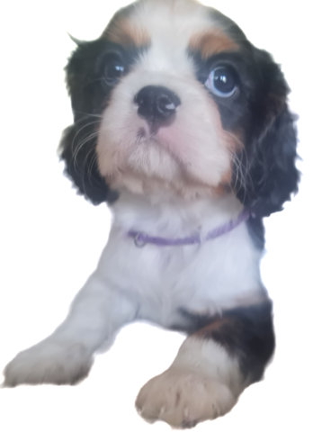 Zauberhafte Cavaliere in Tricolor Update I