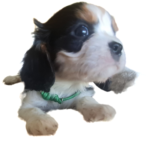 Zauberhafte Cavaliere in Tricolor Update I