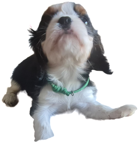 Zauberhafte Cavaliere in Tricolor Update I