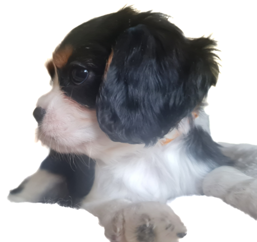 Zauberhafte Cavaliere in Tricolor Update I