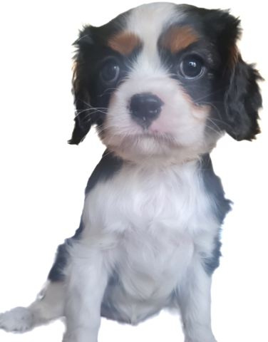 Zauberhafte Cavaliere in Tricolor Update I