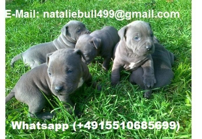 Süße Pitbull-Welpen