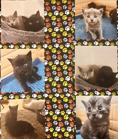 Zwei Katzen suchen ein liebevolles Zuhause