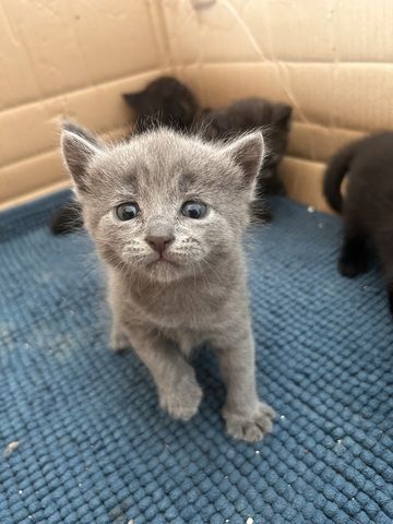 Zwei Katzen suchen ein liebevolles Zuhause
