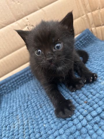 Zwei Katzen suchen ein liebevolles Zuhause