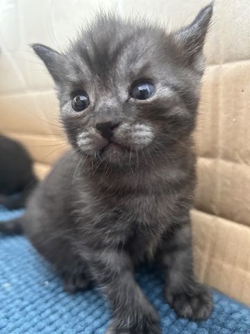 Zwei Katzen suchen ein liebevolles Zuhause