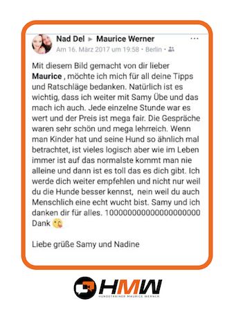 Professionelles Hundetraining – Persönlich oder auch via Video