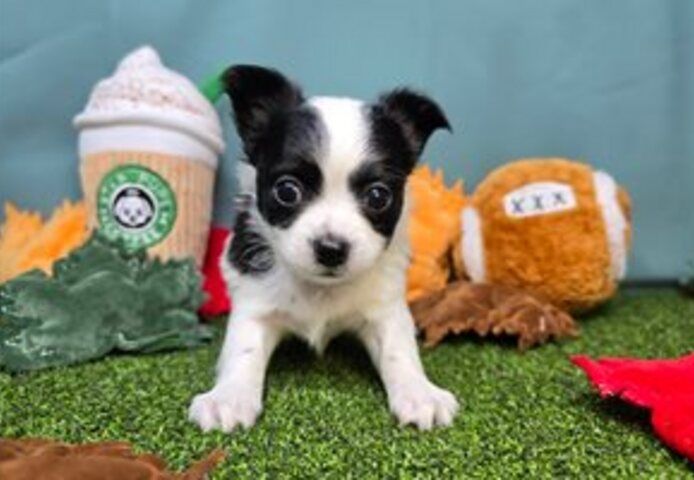 süße Chihuahua-Welpen