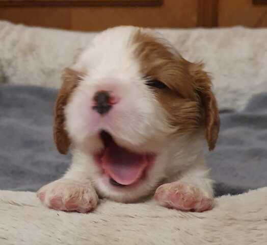 Cavalier-King-Charles-Spaniel-Welpen