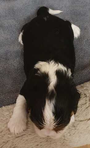 Cavalier-King-Charles-Spaniel-Welpen